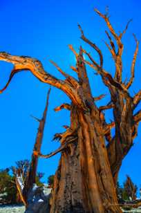Bristlecone Pine, Patriarch Grove-3886 Bristlecone Pine, Patriarch Grove-3886
